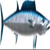 Wahoo Beautiful Fish Decal | Fishing Decal for Boat, Car, Vehicle, Truck Etc. | Waterproof Vinyl Sticker | Many Sizes & Styles Available | 12" to 40" by Digital Fish Art (X-Large, Position 4) view 1