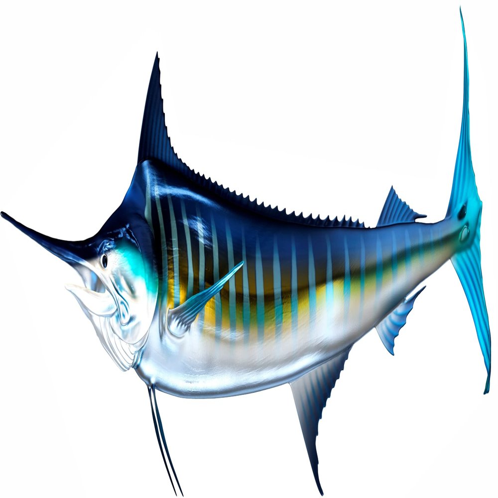 White Marlin Beautiful Fish Decal | Fishing Decal for Boat, Car, Vehicle, Truck Etc. | Waterproof Vinyl Sticker | Many Sizes & Styles Available | 12" to 40" by Digital Fish Art (X-Large, Position 5R)