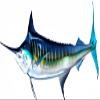 White Marlin Beautiful Fish Decal | Fishing Decal for Boat, Car, Vehicle, Truck Etc. | Waterproof Vinyl Sticker | Many Sizes & Styles Available | 12" to 40" by Digital Fish Art (X-Large, Position 5R) view 1