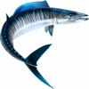 Wahoo Beautiful Fish Decal | Fishing Decal for Boat, Car, Vehicle, Truck Etc. | Waterproof Vinyl Sticker | Many Sizes & Styles Available | 12" to 40" by Digital Fish Art (Large, Position 3) view 1