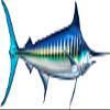 White Marlin Beautiful Fish Decal | Fishing Decal for Boat, Car, Vehicle, Truck Etc. | Waterproof Vinyl Sticker | Many Sizes & Styles Available | 12" to 40" by Digital Fish Art (Large, Position 6) view 1