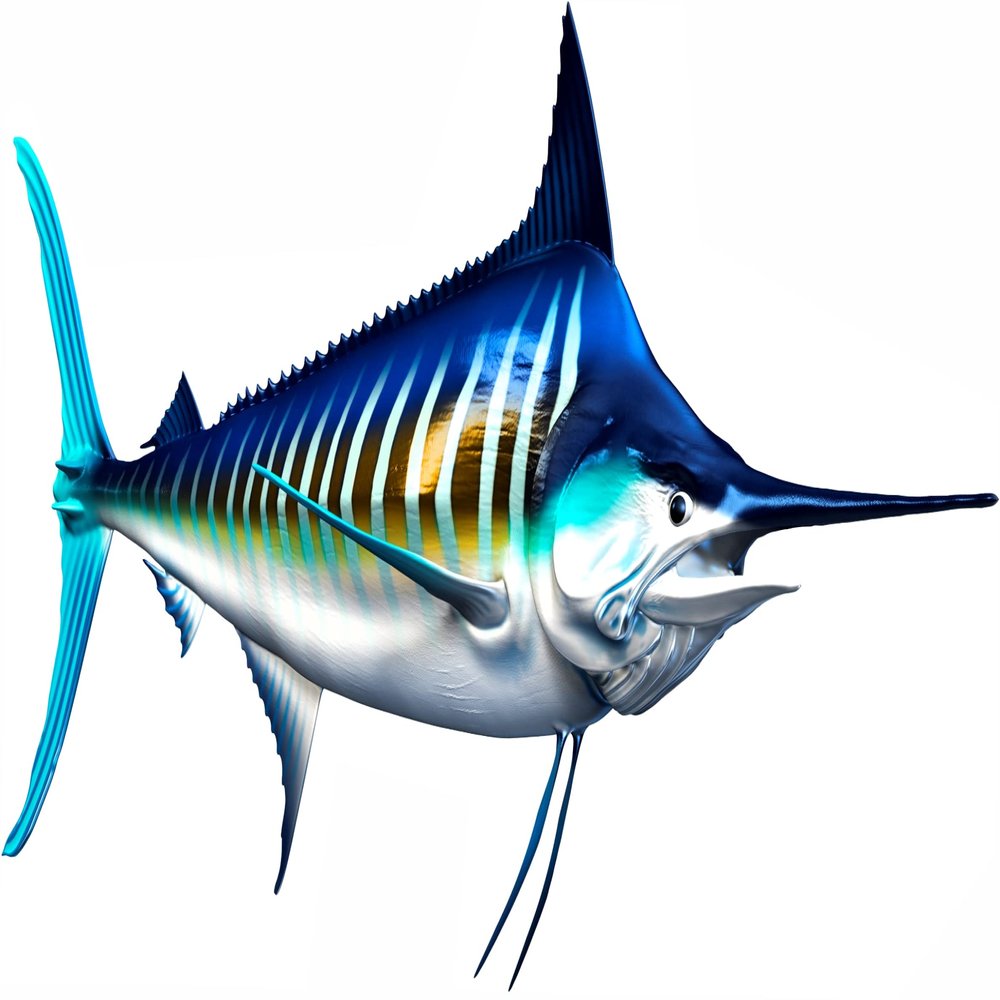 White Marlin Beautiful Fish Decal | Fishing Decal for Boat, Car, Vehicle, Truck Etc. | Waterproof Vinyl Sticker | Many Sizes & Styles Available | 12" to 40" by Digital Fish Art (X-Large, Position 3)