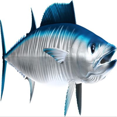 Wahoo Beautiful Fish Decal | Fishing Decal for Boat, Car, Vehicle, Truck Etc. | Waterproof Vinyl Sticker | Many Sizes & Styles Available | 12" to 40" by Digital Fish Art (X-Large, Position 6)