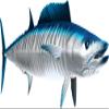 Wahoo Beautiful Fish Decal | Fishing Decal for Boat, Car, Vehicle, Truck Etc. | Waterproof Vinyl Sticker | Many Sizes & Styles Available | 12" to 40" by Digital Fish Art (X-Large, Position 6) view 1