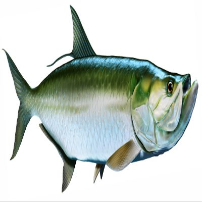 Tarpon Beautiful Fish Decal | Fishing Decal for Boat, Car, Vehicle, Truck Etc. | Waterproof Vinyl Sticker | Many Sizes & Styles Available | 12" to 40" by Digital Fish Art (X-Large, Position 5)