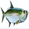 Tarpon Beautiful Fish Decal | Fishing Decal for Boat, Car, Vehicle, Truck Etc. | Waterproof Vinyl Sticker | Many Sizes & Styles Available | 12" to 40" by Digital Fish Art (X-Large, Position 5) view 1