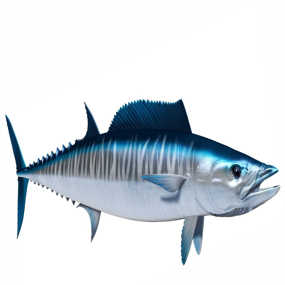 Wahoo Beautiful Fish Decal | Fishing Decal for Boat, Car, Vehicle, Truck Etc. | Waterproof Vinyl Sticker | Many Sizes & Styles Available | 12" to 40" by Digital Fish Art (X-Large, Position 2R)