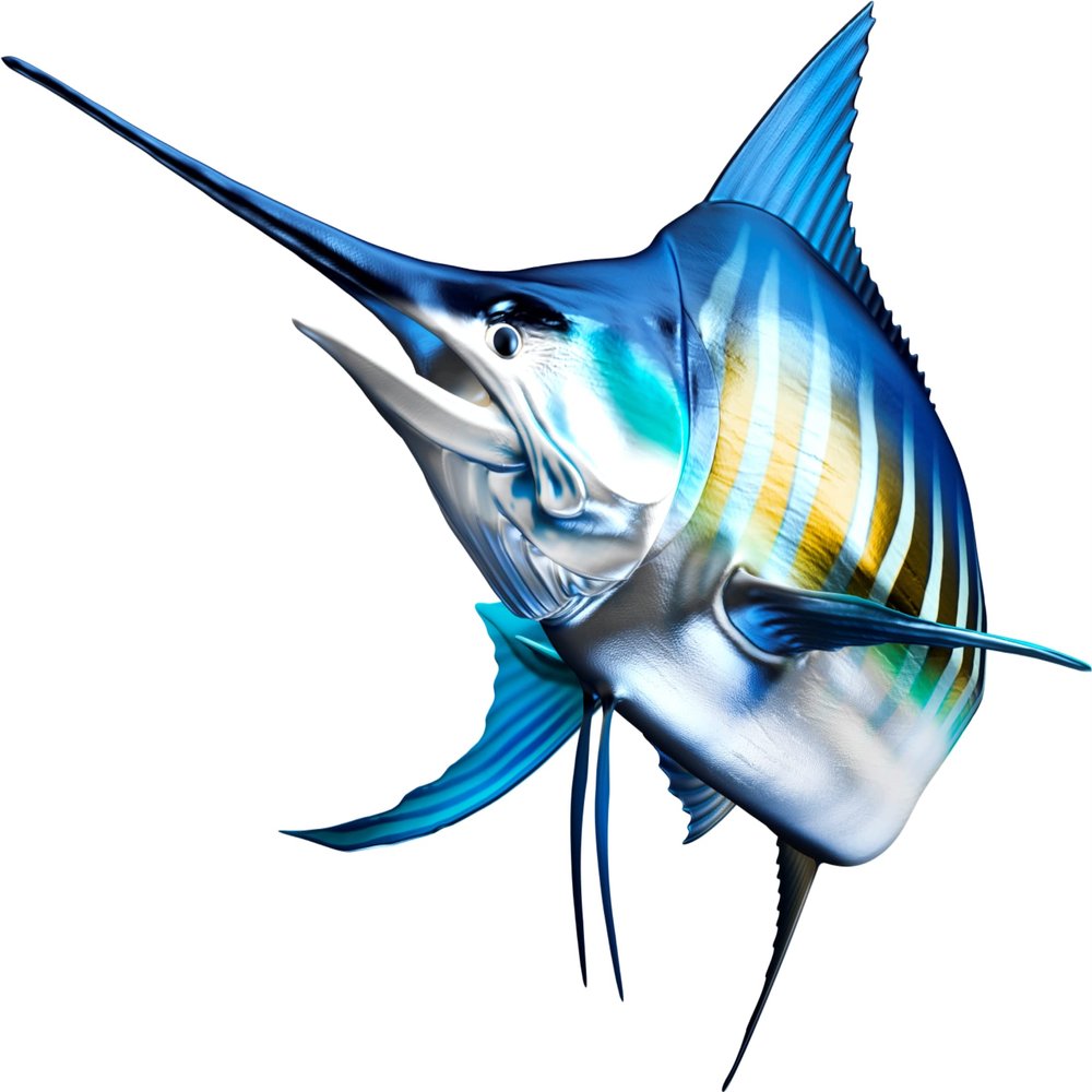 White Marlin Beautiful Fish Decal | Fishing Decal for Boat, Car, Vehicle, Truck Etc. | Waterproof Vinyl Sticker | Many Sizes & Styles Available | 12" to 40" by Digital Fish Art (X-Large, Position 2)