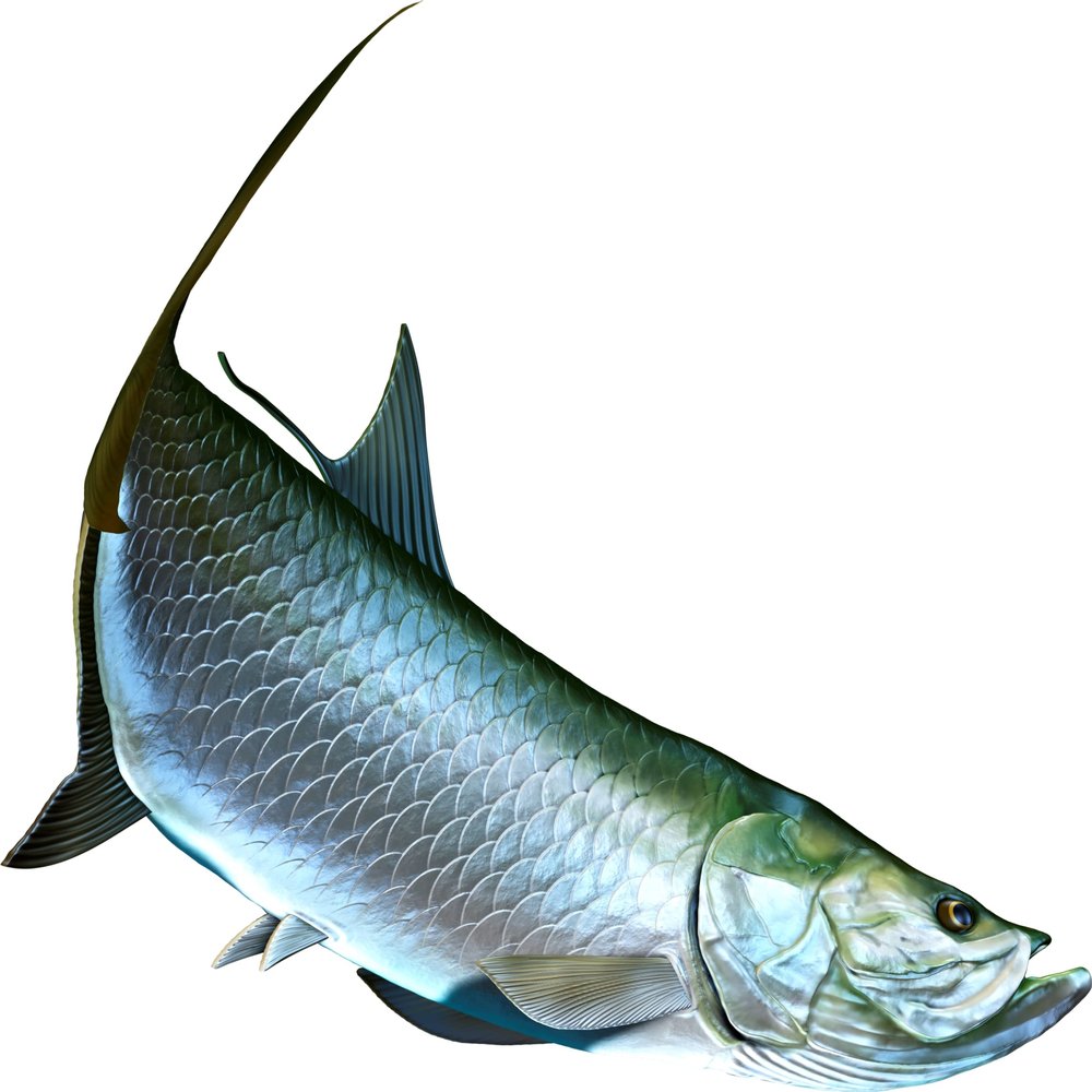 Tarpon Beautiful Fish Decal | Fishing Decal for Boat, Car, Vehicle, Truck Etc. | Waterproof Vinyl Sticker | Many Sizes & Styles Available | 12" to 40" by Digital Fish Art (Large, Position 1)