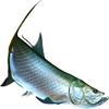 Tarpon Beautiful Fish Decal | Fishing Decal for Boat, Car, Vehicle, Truck Etc. | Waterproof Vinyl Sticker | Many Sizes & Styles Available | 12" to 40" by Digital Fish Art (Large, Position 1) view 1