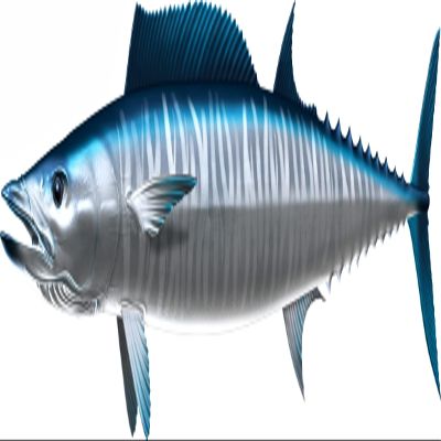 Wahoo Beautiful Fish Decal | Fishing Decal for Boat, Car, Vehicle, Truck Etc. | Waterproof Vinyl Sticker | Many Sizes & Styles Available | 12" to 40" by Digital Fish Art (Large, Position 4R)