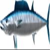Wahoo Beautiful Fish Decal | Fishing Decal for Boat, Car, Vehicle, Truck Etc. | Waterproof Vinyl Sticker | Many Sizes & Styles Available | 12" to 40" by Digital Fish Art (Large, Position 4R) view 1