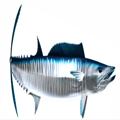 Wahoo Beautiful Fish Decal | Fishing Decal for Boat, Car, Vehicle, Truck Etc. | Waterproof Vinyl Sticker | Many Sizes & Styles Available | 12" to 40" by Digital Fish Art (X-Large, Position 1)
