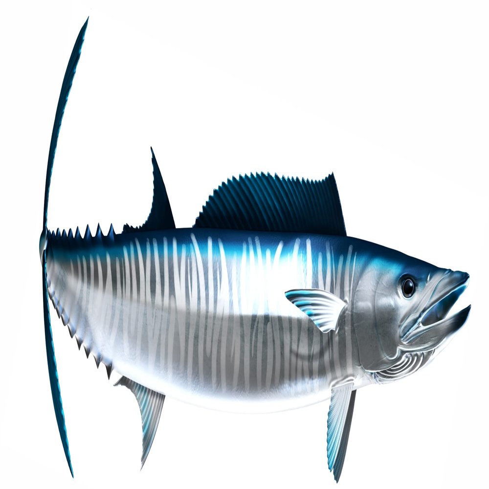 Wahoo Beautiful Fish Decal | Fishing Decal for Boat, Car, Vehicle, Truck Etc. | Waterproof Vinyl Sticker | Many Sizes & Styles Available | 12" to 40" by Digital Fish Art (X-Large, Position 1)