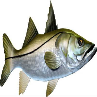 Snook Beautiful Fish Decal | Fishing Decal for Boat, Car, Vehicle, Truck Etc. | Waterproof Vinyl Sticker | Many Sizes & Styles Available | 12" to 40" by Digital Fish Art (Large, Position 5)