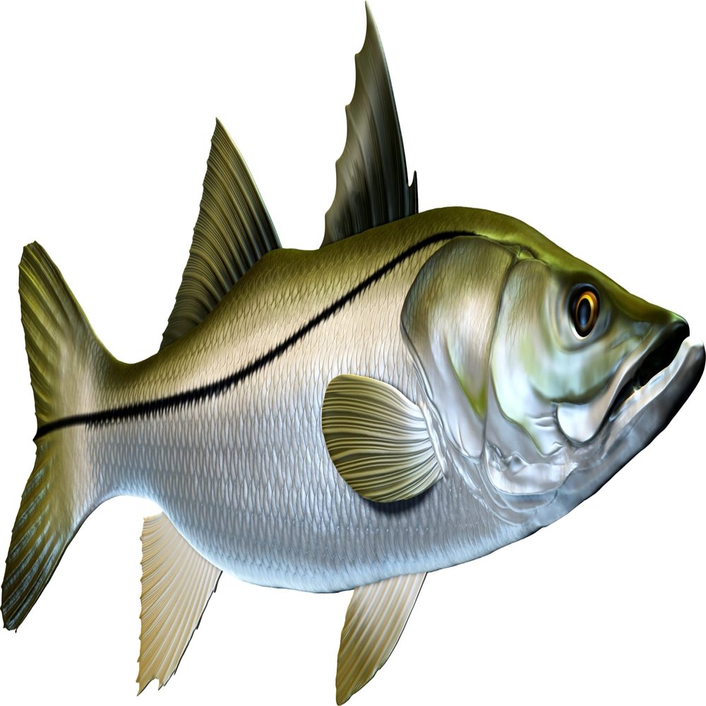 Snook Beautiful Fish Decal | Fishing Decal for Boat, Car, Vehicle, Truck Etc. | Waterproof Vinyl Sticker | Many Sizes & Styles Available | 12" to 40" by Digital Fish Art (Large, Position 5)