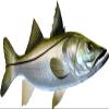 Snook Beautiful Fish Decal | Fishing Decal for Boat, Car, Vehicle, Truck Etc. | Waterproof Vinyl Sticker | Many Sizes & Styles Available | 12" to 40" by Digital Fish Art (Large, Position 5) view 1