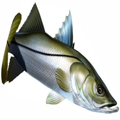 Snook Beautiful Fish Decal | Fishing Decal for Boat, Car, Vehicle, Truck Etc. | Waterproof Vinyl Sticker | Many Sizes & Styles Available | 12" to 40" by Digital Fish Art (Medium, Position 3)