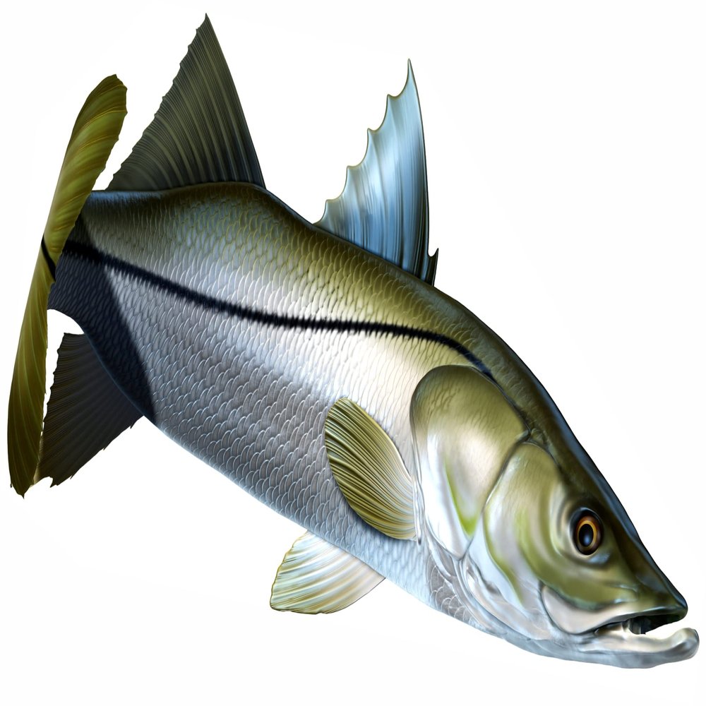 Snook Beautiful Fish Decal | Fishing Decal for Boat, Car, Vehicle, Truck Etc. | Waterproof Vinyl Sticker | Many Sizes & Styles Available | 12" to 40" by Digital Fish Art (Medium, Position 3)