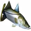 Snook Beautiful Fish Decal | Fishing Decal for Boat, Car, Vehicle, Truck Etc. | Waterproof Vinyl Sticker | Many Sizes & Styles Available | 12" to 40" by Digital Fish Art (Medium, Position 3) view 1