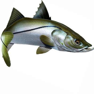 Snook Beautiful Fish Decal | Fishing Decal for Boat, Car, Vehicle, Truck Etc. | Waterproof Vinyl Sticker | Many Sizes & Styles Available | 12" to 40" by Digital Fish Art (Large, Position 6R)