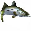 Snook Beautiful Fish Decal | Fishing Decal for Boat, Car, Vehicle, Truck Etc. | Waterproof Vinyl Sticker | Many Sizes & Styles Available | 12" to 40" by Digital Fish Art (Large, Position 6R) view 1