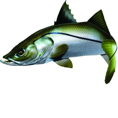 Snook Beautiful Fish Decal | Fishing Decal for Boat, Car, Vehicle, Truck Etc. | Waterproof Vinyl Sticker | Many Sizes & Styles Available | 12" to 40" by Digital Fish Art (X-Large, Position 6)