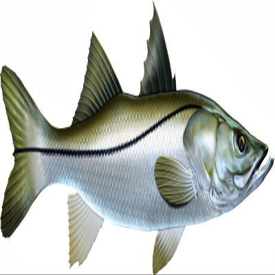 Snook Beautiful Fish Decal | Fishing Decal for Boat, Car, Vehicle, Truck Etc. | Waterproof Vinyl Sticker | Many Sizes & Styles Available | 12" to 40" by Digital Fish Art (X-Large, Position 4)