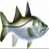 Snook Beautiful Fish Decal | Fishing Decal for Boat, Car, Vehicle, Truck Etc. | Waterproof Vinyl Sticker | Many Sizes & Styles Available | 12" to 40" by Digital Fish Art (X-Large, Position 4) view 1