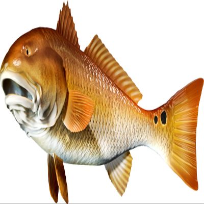 Red Drum Beautiful Fish Decal | Fishing Decal for Boat, Car, Vehicle, Truck Etc. | Waterproof Vinyl Sticker | Many Sizes & Styles Available | 12" to 40" by Digital Fish Art (X-Large, Position 5)