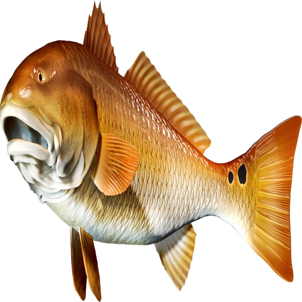 Red Drum Beautiful Fish Decal | Fishing Decal for Boat, Car, Vehicle, Truck Etc. | Waterproof Vinyl Sticker | Many Sizes & Styles Available | 12" to 40" by Digital Fish Art (X-Large, Position 5)