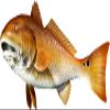 Red Drum Beautiful Fish Decal | Fishing Decal for Boat, Car, Vehicle, Truck Etc. | Waterproof Vinyl Sticker | Many Sizes & Styles Available | 12" to 40" by Digital Fish Art (X-Large, Position 5) view 1