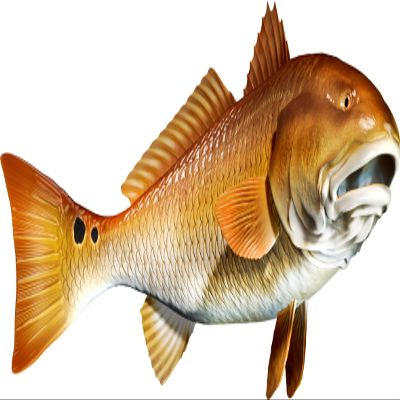 Red Drum Beautiful Fish Decal | Fishing Decal for Boat, Car, Vehicle, Truck Etc. | Waterproof Vinyl Sticker | Many Sizes & Styles Available | 12" to 40" by Digital Fish Art (X-Large, Position 5R)