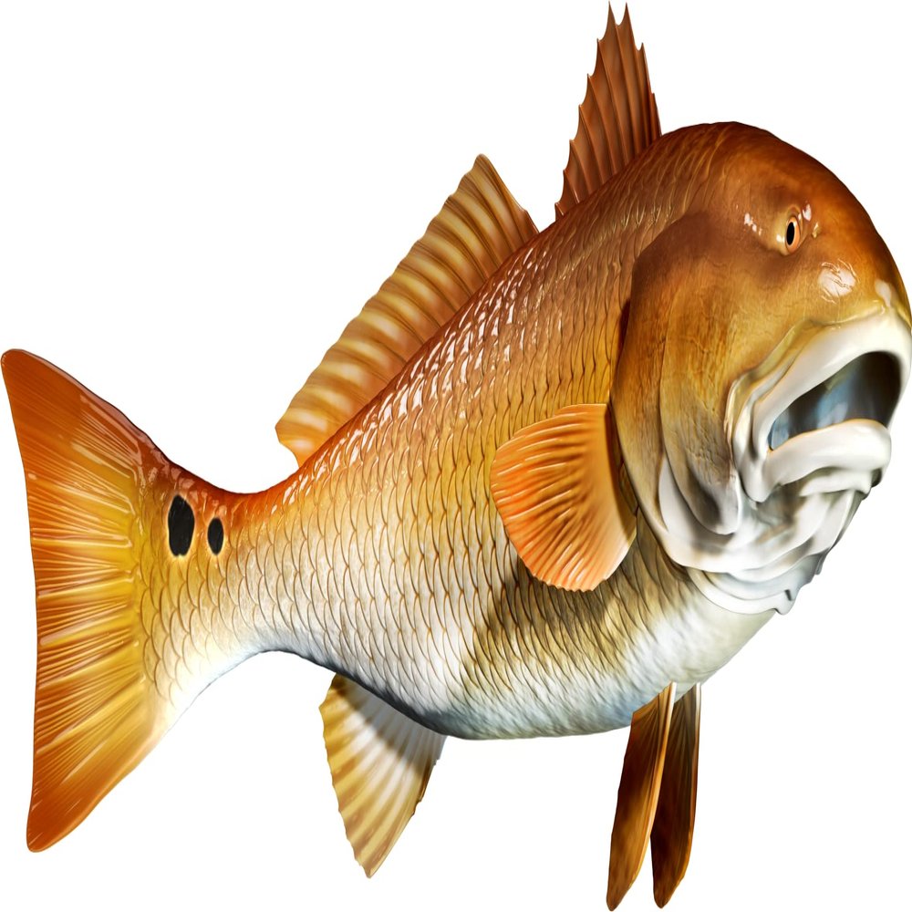 Red Drum Beautiful Fish Decal | Fishing Decal for Boat, Car, Vehicle, Truck Etc. | Waterproof Vinyl Sticker | Many Sizes & Styles Available | 12" to 40" by Digital Fish Art (X-Large, Position 5R)
