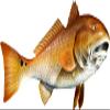 Red Drum Beautiful Fish Decal | Fishing Decal for Boat, Car, Vehicle, Truck Etc. | Waterproof Vinyl Sticker | Many Sizes & Styles Available | 12" to 40" by Digital Fish Art (X-Large, Position 5R) view 1