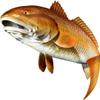 Red Drum Beautiful Fish Decal | Fishing Decal for Boat, Car, Vehicle, Truck Etc. | Waterproof Vinyl Sticker | Many Sizes & Styles Available | 12" to 40" by Digital Fish Art (Large, Position 3R) view 1
