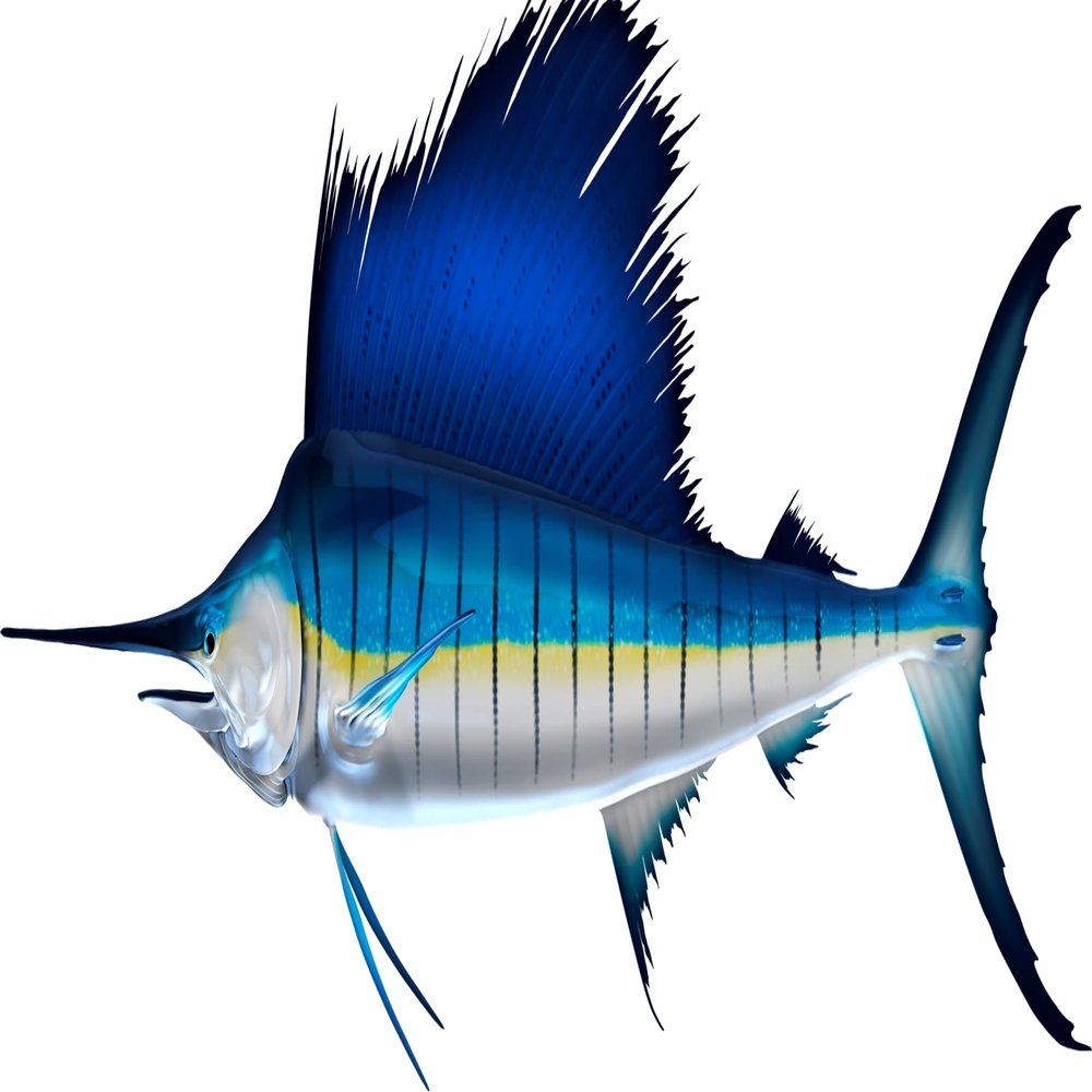 Sail Fish Beautiful Fish Decal | Fishing Decal for Boat, Car, Vehicle, Truck Etc. | Waterproof Vinyl Sticker | Many Sizes & Styles Available | 12" to 40" By Digital Fish Art (Small, Position 5R)