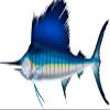 Sail Fish Beautiful Fish Decal | Fishing Decal for Boat, Car, Vehicle, Truck Etc. | Waterproof Vinyl Sticker | Many Sizes & Styles Available | 12" to 40" By Digital Fish Art (Small, Position 5R) view 1