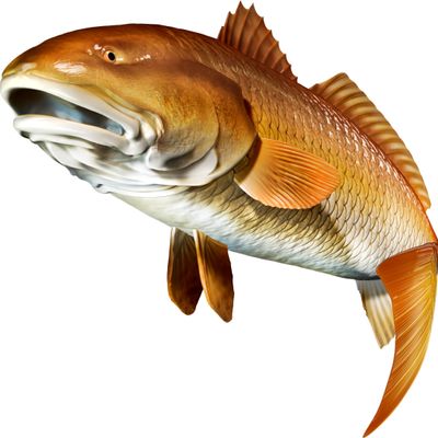 Red Drum Beautiful Fish Decal | Fishing Decal for Boat, Car, Vehicle, Truck Etc. | Waterproof Vinyl Sticker | Many Sizes & Styles Available | 12" to 40" by Digital Fish Art (X-Large, Position 3R)