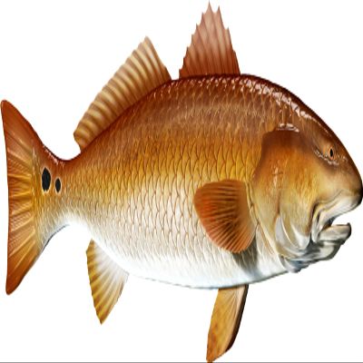 Red Drum Beautiful Fish Decal | Fishing Decal for Boat, Car, Vehicle, Truck Etc. | Waterproof Vinyl Sticker | Many Sizes & Styles Available | 12" to 40" by Digital Fish Art (X-Large, Position 4)