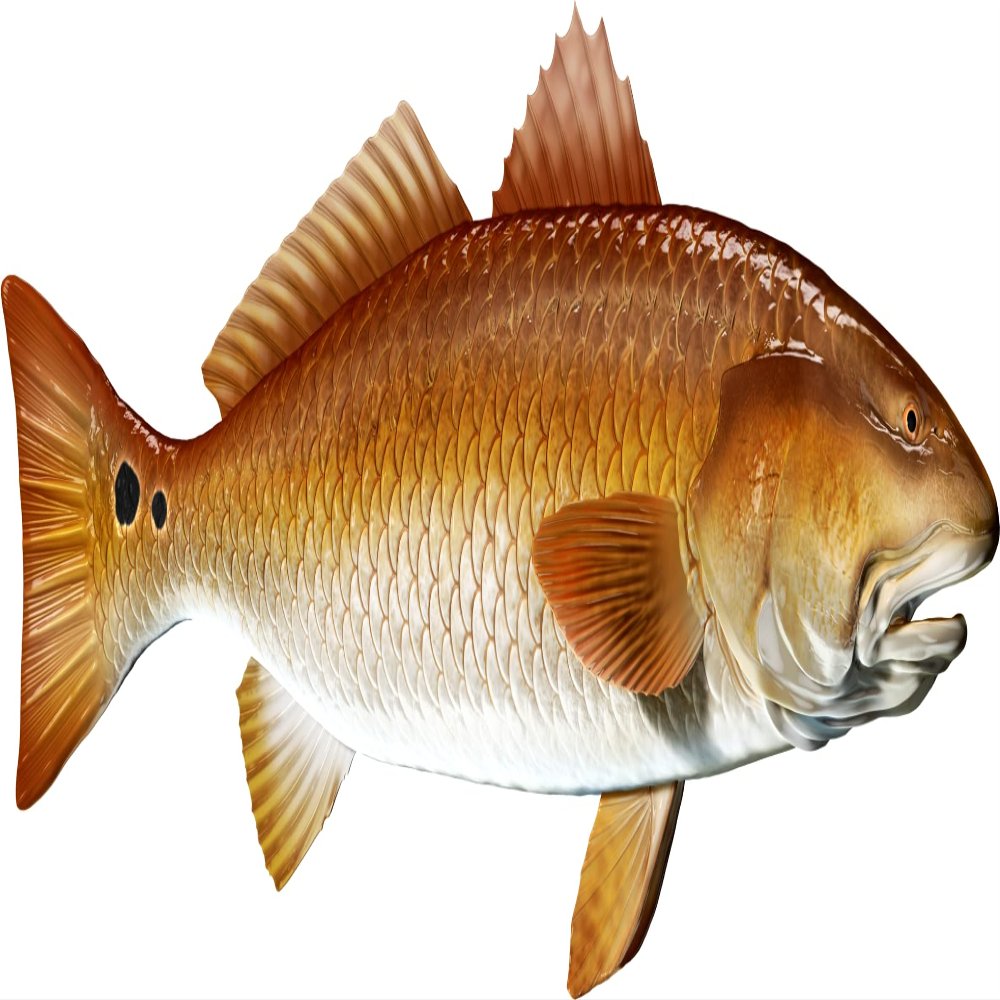 Red Drum Beautiful Fish Decal | Fishing Decal for Boat, Car, Vehicle, Truck Etc. | Waterproof Vinyl Sticker | Many Sizes & Styles Available | 12" to 40" by Digital Fish Art (X-Large, Position 4)