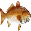 Red Drum Beautiful Fish Decal | Fishing Decal for Boat, Car, Vehicle, Truck Etc. | Waterproof Vinyl Sticker | Many Sizes & Styles Available | 12" to 40" by Digital Fish Art (X-Large, Position 4) view 1