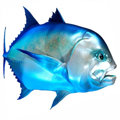 Giant Trevally Beautiful Fish Decal | Fishing decal for Boat, Car, Vehicle, Truck Etc | Waterproof Vinyl Sticker | Many Sizes & Styles Available | 12" to 40" By Digital Fish Art (X-Large, Position 6R)