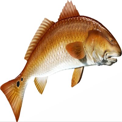 Red Drum Beautiful Fish Decal | Fishing Decal for Boat, Car, Vehicle, Truck Etc. | Waterproof Vinyl Sticker | Many Sizes & Styles Available | 12" to 40" by Digital Fish Art (X-Large, Position 6)