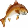 Red Drum Beautiful Fish Decal | Fishing Decal for Boat, Car, Vehicle, Truck Etc. | Waterproof Vinyl Sticker | Many Sizes & Styles Available | 12" to 40" by Digital Fish Art (X-Large, Position 6) view 1