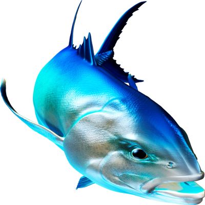Giant Trevally Beautiful Fish Decal | Fishing Decal for Boat, Car, Vehicle, Truck Etc | Waterproof Vinyl Sticker | Many Sizes & Styles Available | 12" to 40" by Digital Fish Art (Large, Position 3R)