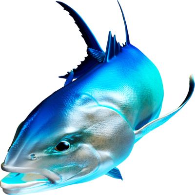 Giant Trevally Beautiful Fish Decal | Fishing Decal for Boat, Car, Vehicle, Truck Etc | Waterproof Vinyl Sticker | Many Sizes & Styles Available | 12" to 40" by Digital Fish Art (Large, Position 3)