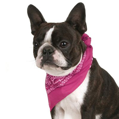 Jordefano Pack of 3 Premium Paisley Dog Bandanas in Cotton Great for Birthday (Hot
