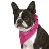 Jordefano Pack of 3 Premium Paisley Dog Bandanas in Cotton Great for Birthday (Hot view 1