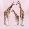 Babygp 2 Pieces Pajamas Sets Little Girls Long Sleeves Sleepwears 100% Cotton Clothes Toddler Kid PJs(Pink Giraffe,8 Years) view 3